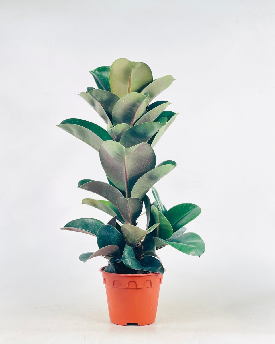 Ficus Elastica Robusta in a grow pot