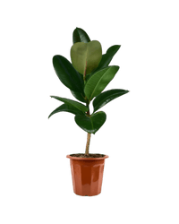 Ficus Elastica Robusta in a grow pot