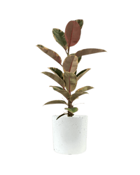 Ficus Elastica Ruby - Potted plant - JUST - FICU - TRR - 2820 - Tumbleweed Plants - Online Plant Delivery Singapore