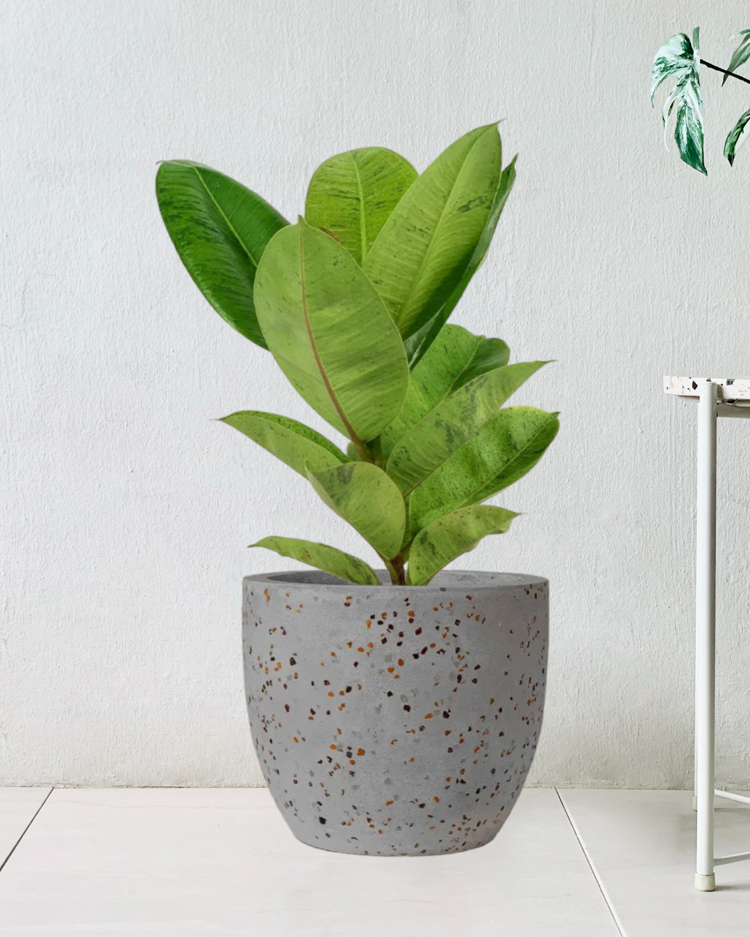 Ficus Elastica Shivereana - Potted plant -  Tumbleweed Plants