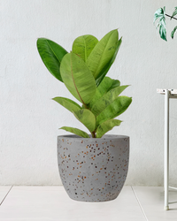 Ficus Elastica Shivereana - Potted plant -  Tumbleweed Plants