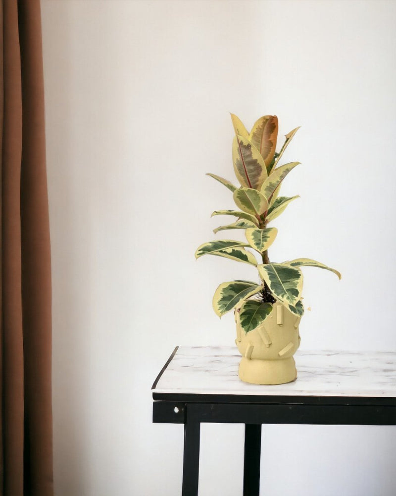 Ficus Elastica Tineke - dash planter- sage - Potted plant - Tumbleweed Plants - Online Plant Delivery Singapore