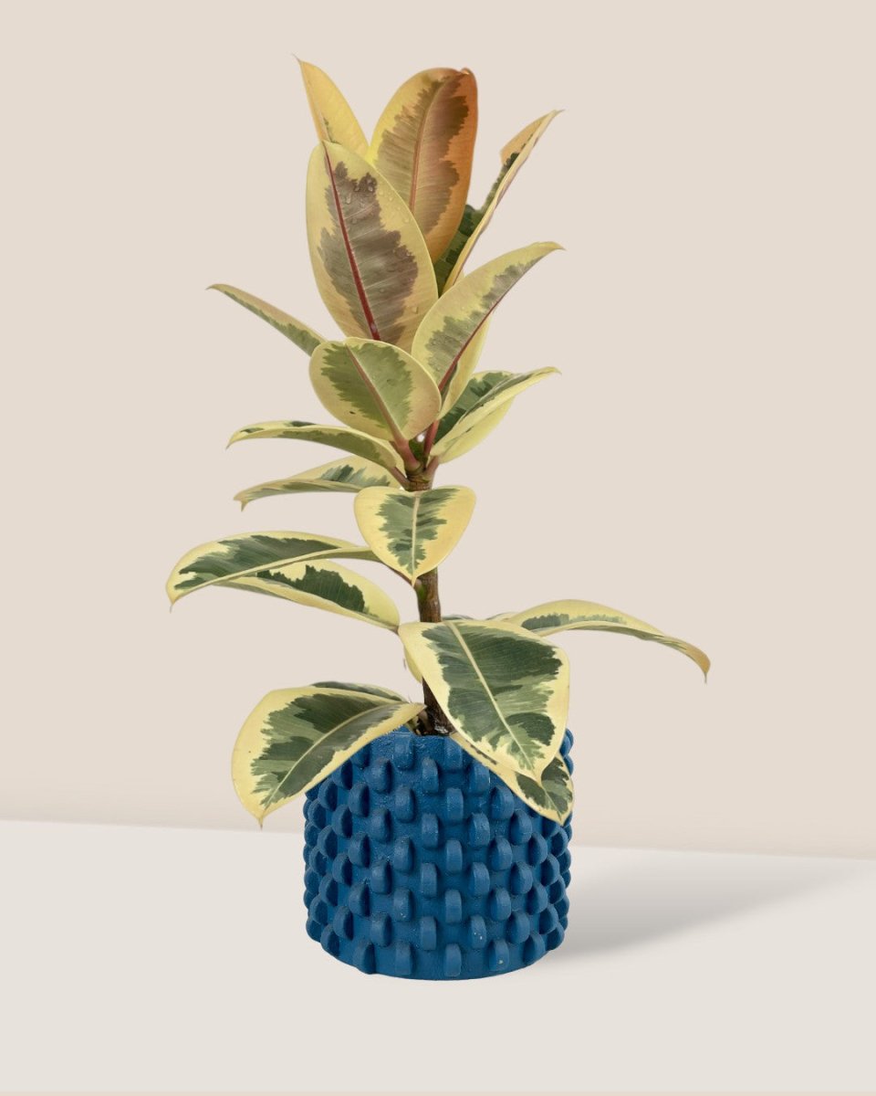 Ficus Elastica Tineke - carter planters - small - Potted plant - Tumbleweed Plants - Online Plant Delivery Singapore