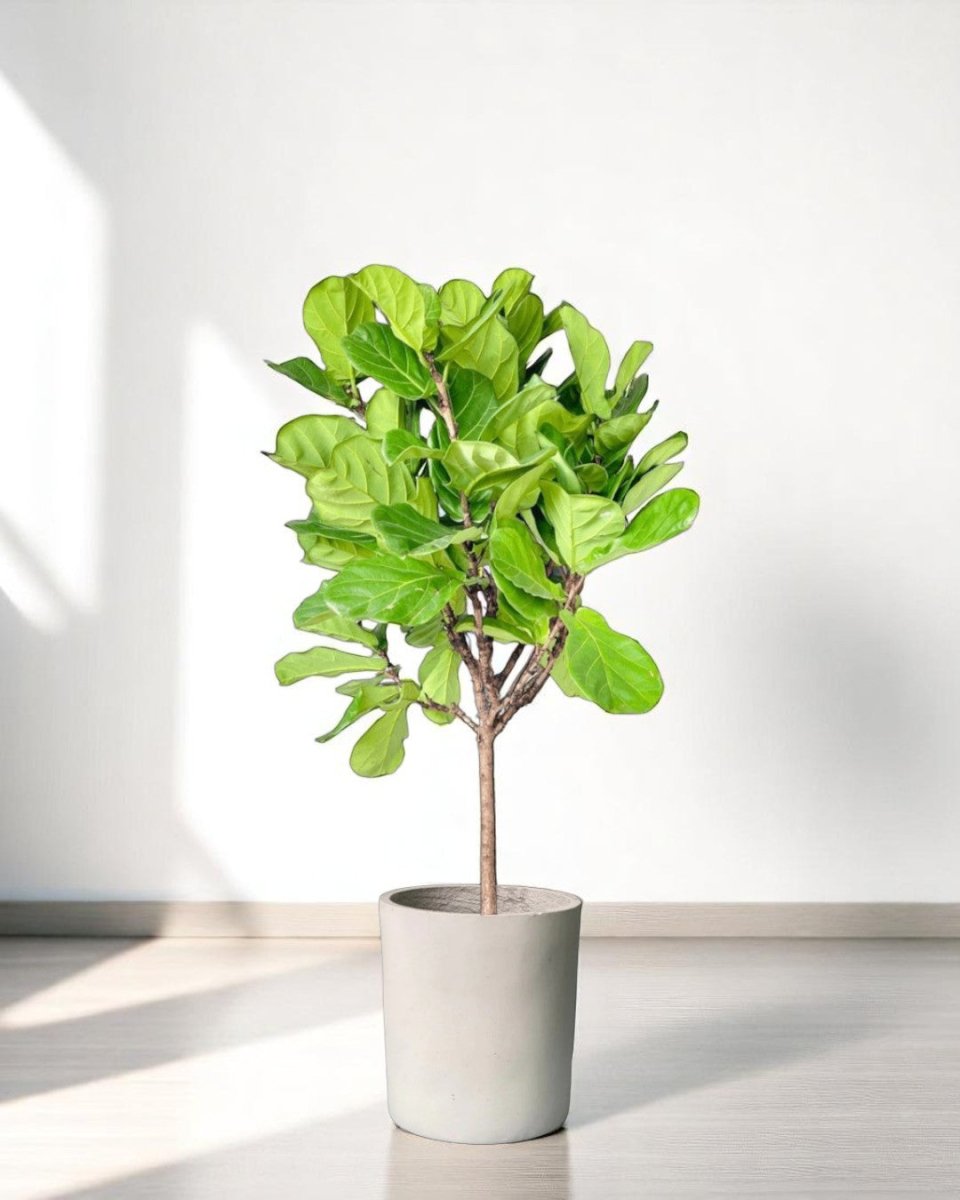 lyrata plant indoor Fiddle Leaf Fig Tree