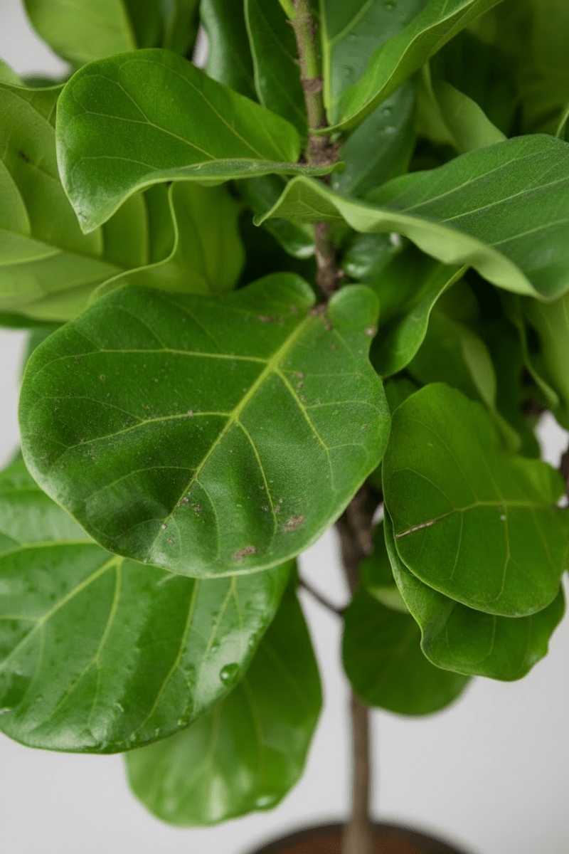 Ficus Lyrata 'Fiddle-leaf Fig' - Potted plant - POTT-FIDD-GRW-1919 - Tumbleweed Plants - Online Plant Delivery Singapore