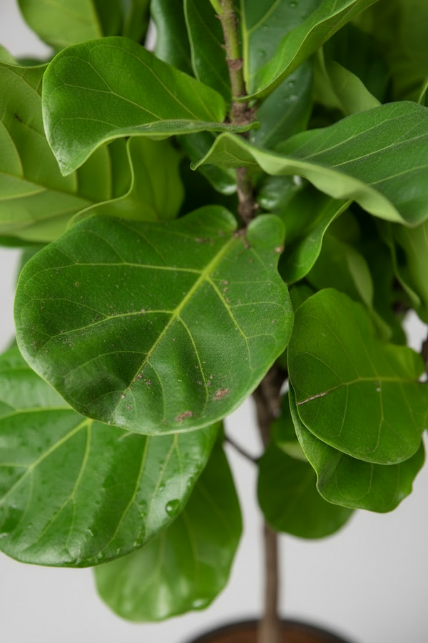 Ficus Lyrata 'Fiddle-leaf Fig' - Potted plant -  Tumbleweed Plants
