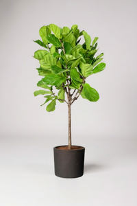 Ficus Lyrata 'Fiddle-leaf Fig' - Potted plant -  Tumbleweed Plants
