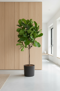 Ficus Lyrata 'Fiddle-leaf Fig' - Potted plant -  Tumbleweed Plants
