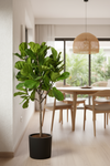 Ficus Lyrata 'Fiddle-leaf Fig' - Potted plant -  Tumbleweed Plants
