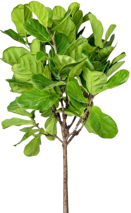 Ficus Lyrata 'Fiddle-leaf Fig'