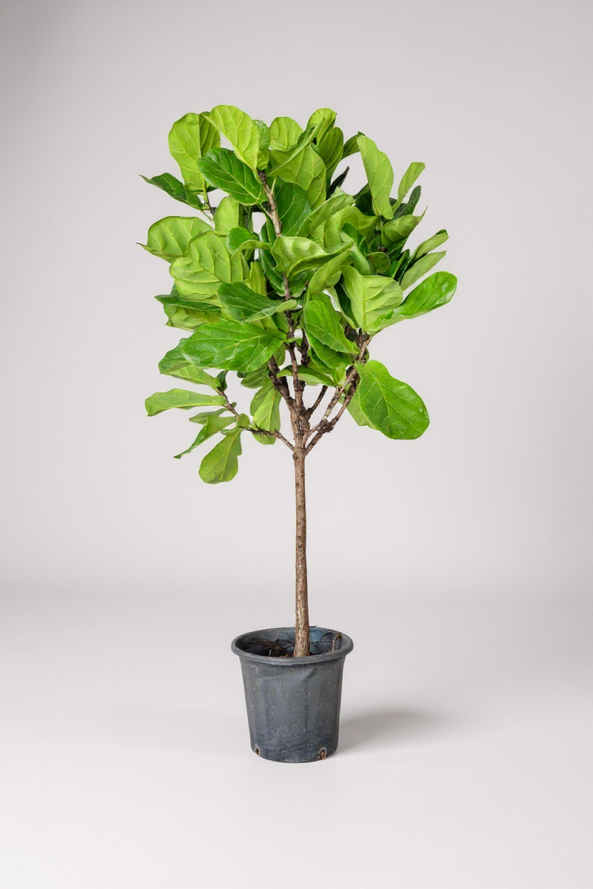 Ficus Lyrata 'Fiddle-leaf Fig'