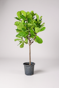 Ficus Lyrata 'Fiddle-leaf Fig'