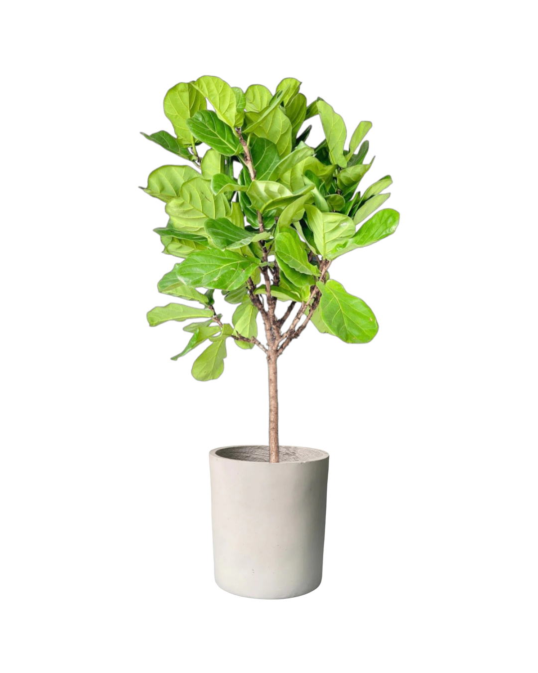 Ficus Lyrata 'Fiddle-leaf Fig'