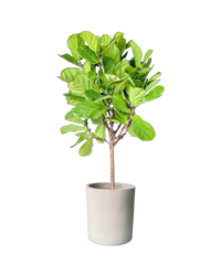 Ficus Lyrata 'Fiddle-leaf Fig'