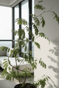 Flame Tree - Potted plant - POTT - FLAM - GRW - 7458 - Tumbleweed Plants - Online Plant Delivery Singapore