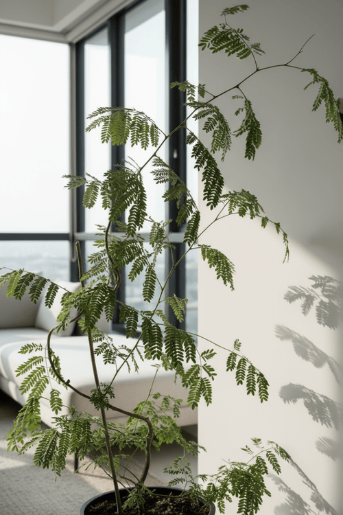 Flame Tree - Potted plant - POTT - FLAM - GRW - 7458 - Tumbleweed Plants - Online Plant Delivery Singapore