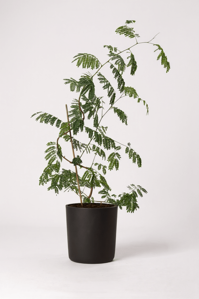 Flame Tree - Potted plant - POTT - FLAM - GRW - 7458 - Tumbleweed Plants - Online Plant Delivery Singapore
