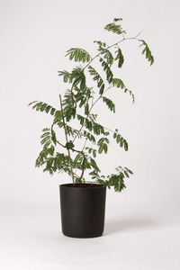 Flame Tree - Potted plant - POTT - FLAM - GRW - 7458 - Tumbleweed Plants - Online Plant Delivery Singapore