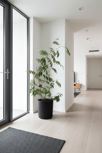 Flame Tree - Potted plant - POTT - FLAM - GRW - 7458 - Tumbleweed Plants - Online Plant Delivery Singapore