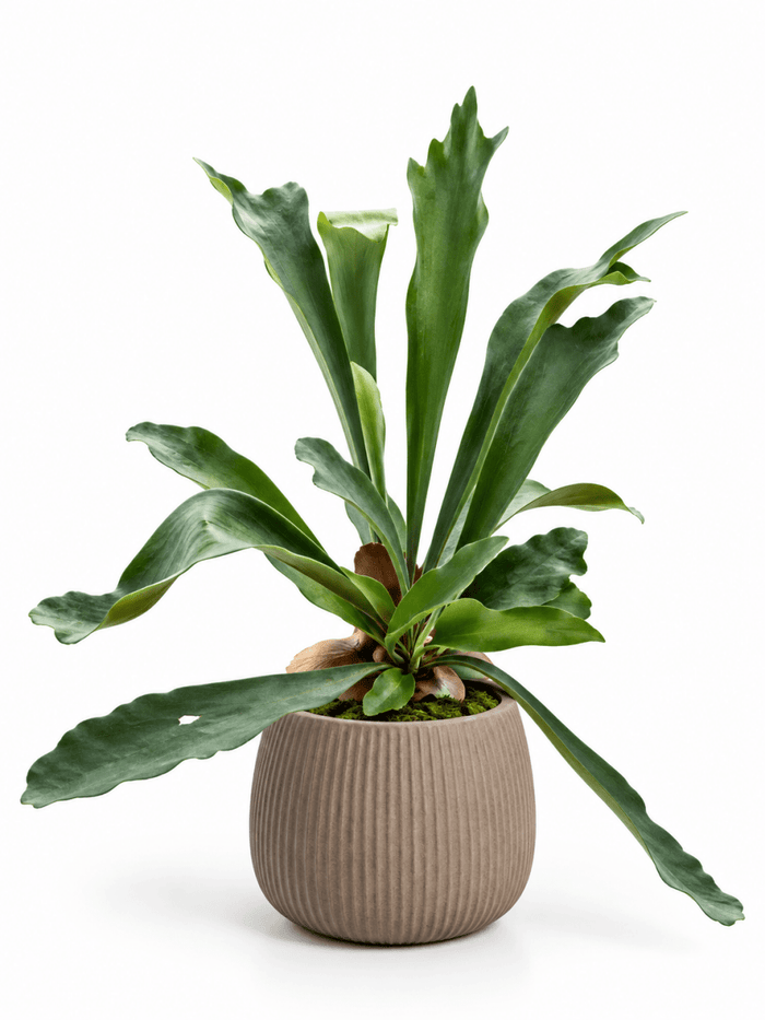 French Staghorn Fern - Potted plant - GIFT-STAG-2826 - Tumbleweed Plants - Online Plant Delivery Singapore