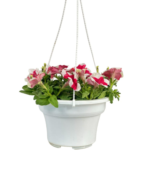 Garden Petunia Plant - grow pot - Potted plant - Tumbleweed Plants - Online Plant Delivery Singapore