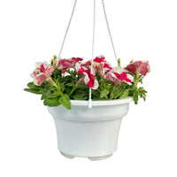 Garden Petunia Plant