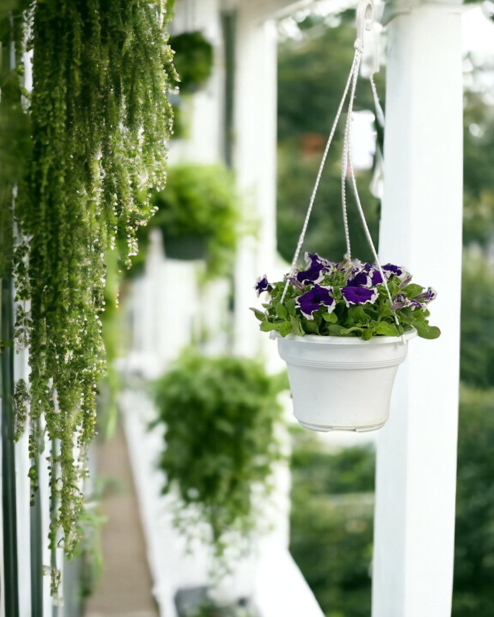 Garden Petunia Plant - grow pot - Potted plant - Tumbleweed Plants - Online Plant Delivery Singapore