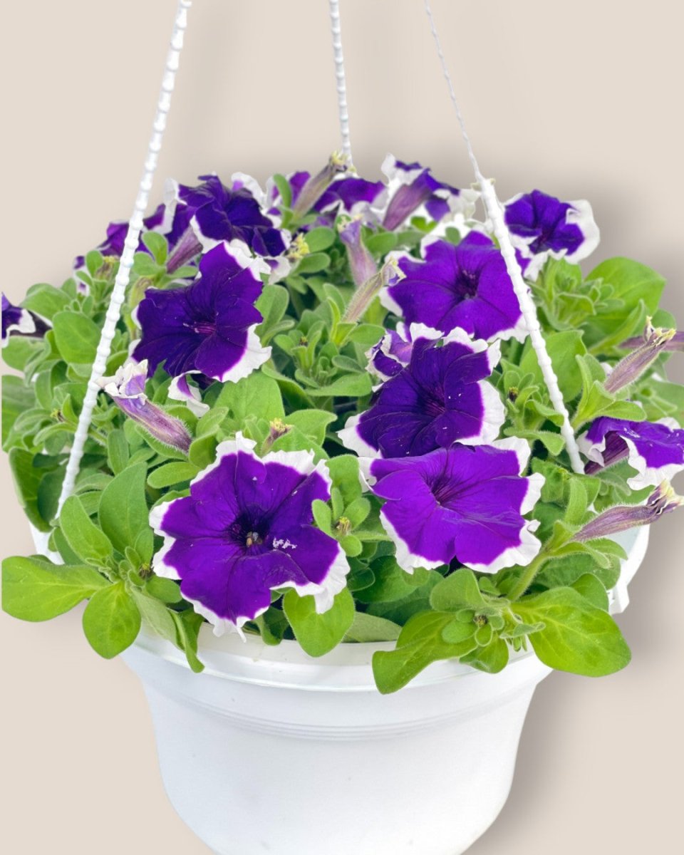 Garden Petunia Plant - grow pot - Potted plant - Tumbleweed Plants - Online Plant Delivery Singapore