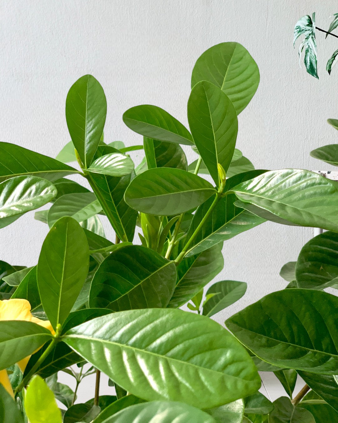 Gardenia Jasminoides - Potted plant -  Tumbleweed Plants