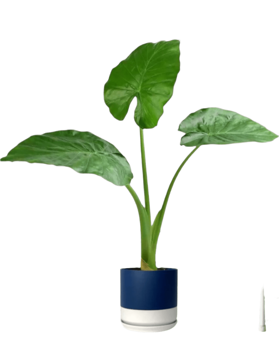 giant taro plant indoor Giant Taro Medium