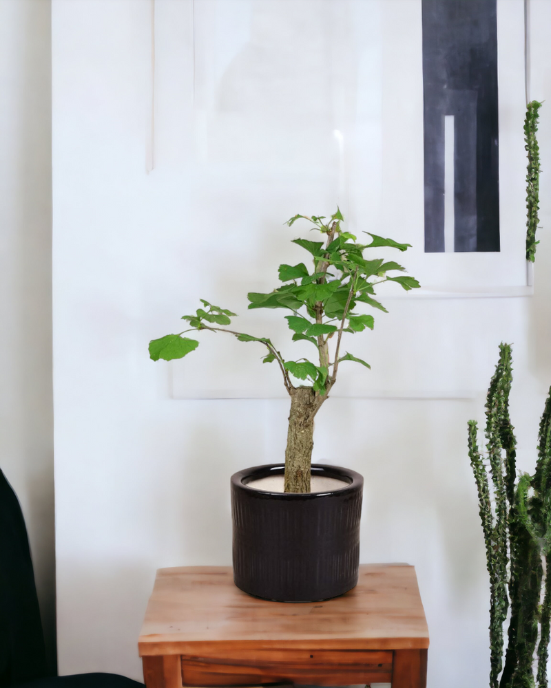 Ginkgo Biloba - Potted plant -  Tumbleweed Plants