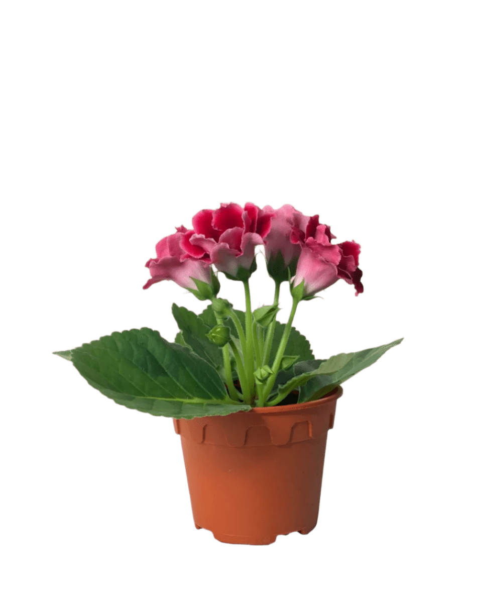 is gloxinia a potted plant Buy Gloxinia Assorted Color Plant