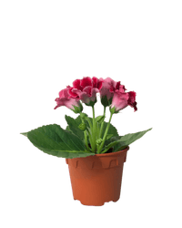Gloxinia - Assorted Color - Potted plant - POTT - GLOX - GRW - 4115 - Tumbleweed Plants - Online Plant Delivery Singapore