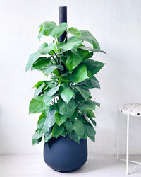 Extra Large Goblet Pot - grey - Pot - Tumbleweed Plants - Online Plant Delivery Singapore