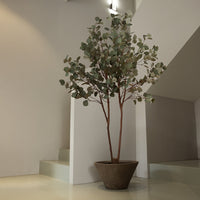 Eucalyptus Real-Trunk Artificial - Potted plant -  Tumbleweed Plants