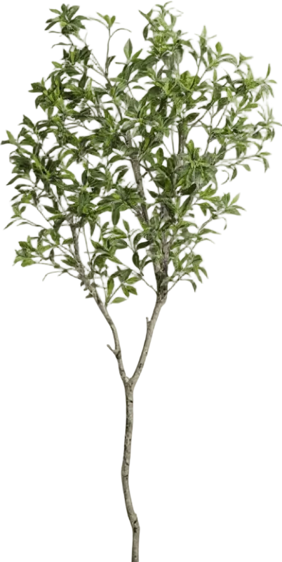 Japanese Andromeda - Real-Trunk Artificial