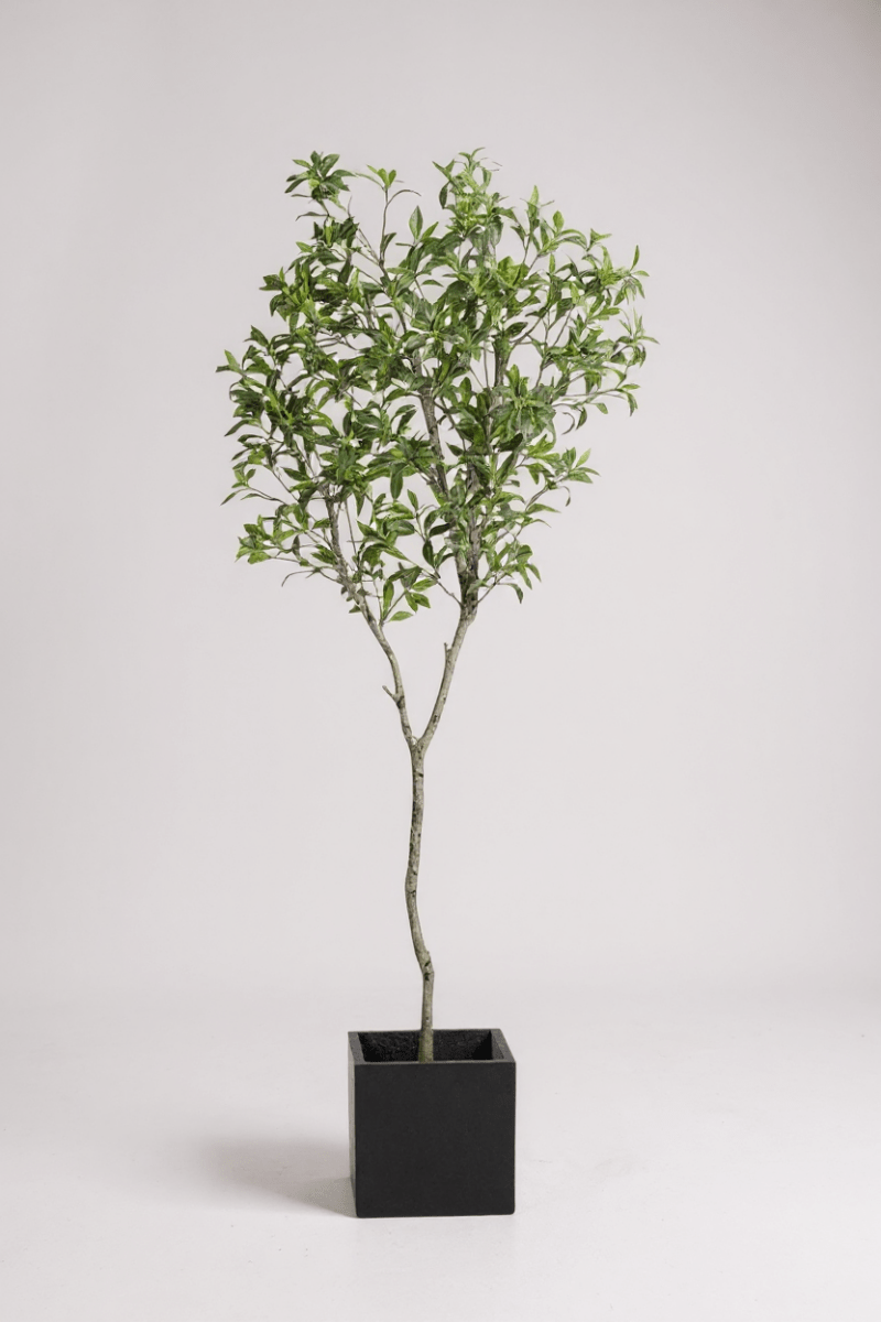 Japanese Andromeda - Real - Trunk Artificial - Potted plant - 4921603839547 - Tumbleweed Plants - Online Plant Delivery Singapore