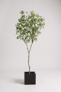 Japanese Andromeda - Real - Trunk Artificial - Potted plant - 4921603839547 - Tumbleweed Plants - Online Plant Delivery Singapore