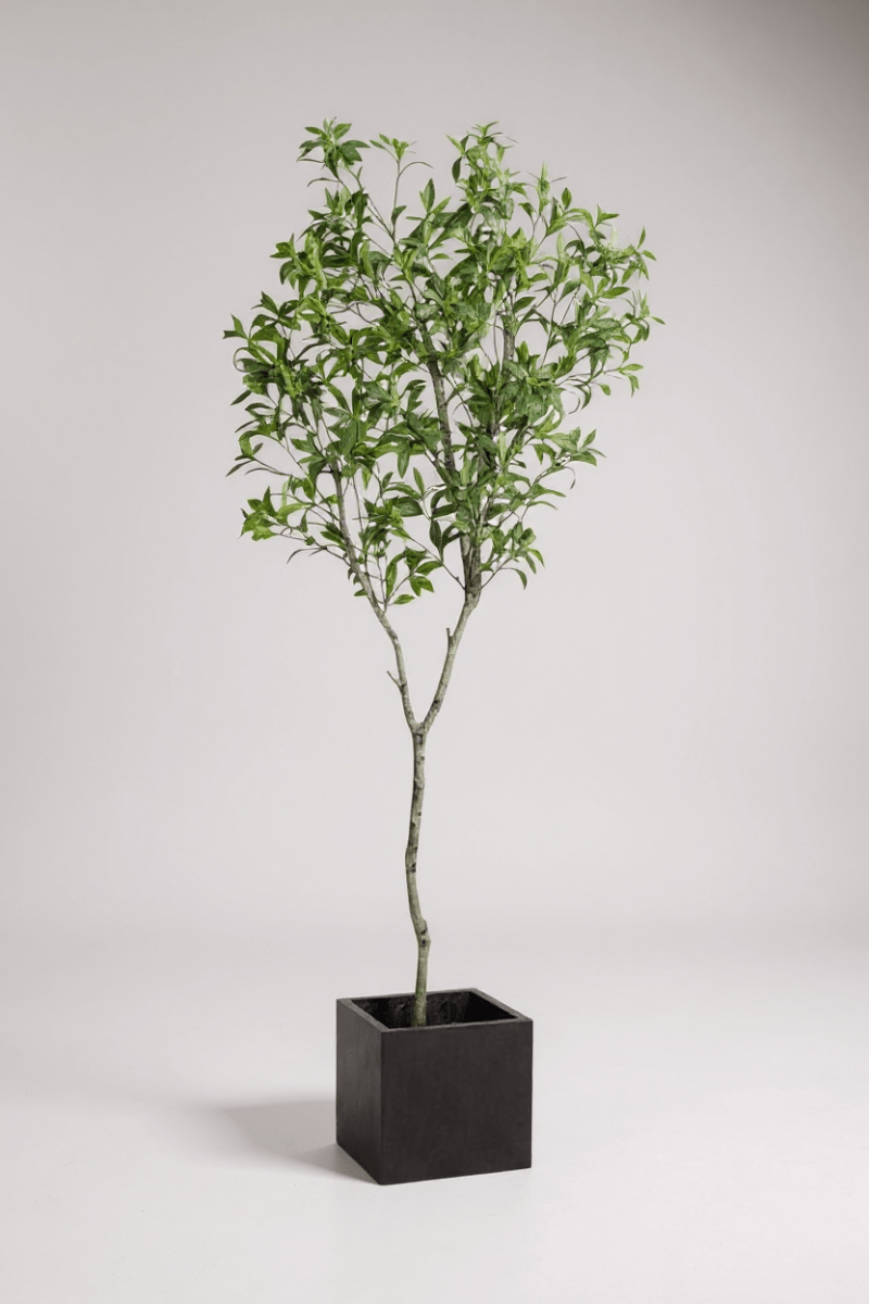 Japanese Andromeda - Real - Trunk Artificial - Potted plant - 4921603839548 - Tumbleweed Plants - Online Plant Delivery Singapore