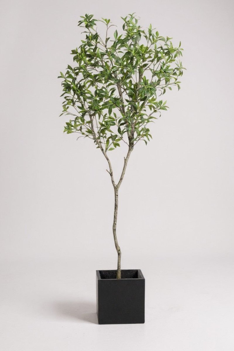 Japanese Andromeda - Real - Trunk Artificial - Potted plant - 4921603839549 - Tumbleweed Plants - Online Plant Delivery Singapore