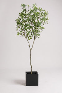 Japanese Andromeda - Real - Trunk Artificial - Potted plant - 4921603839549 - Tumbleweed Plants - Online Plant Delivery Singapore
