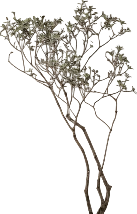 Island Tree - Real-Trunk Artificial