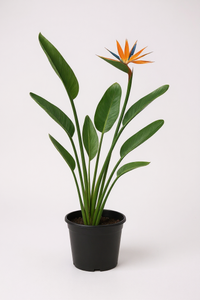 Bird of Paradise Reginae (1-1.2m) - Potted plant -  Tumbleweed Plants