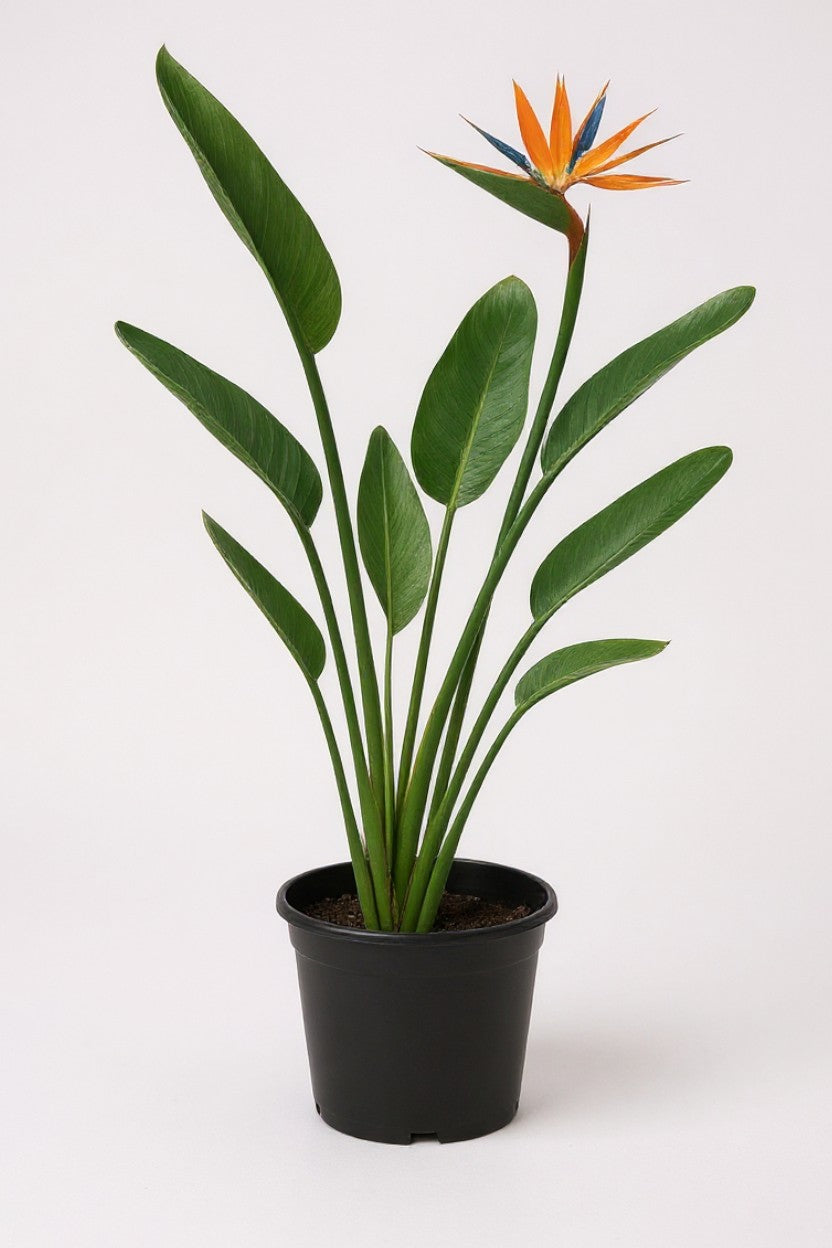 Bird of Paradise Reginae (1-1.2m) - Potted plant -  Tumbleweed Plants