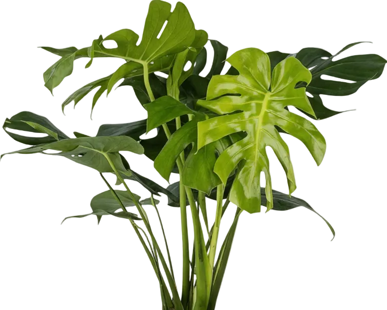 Monstera Deliciosa XL (1m)