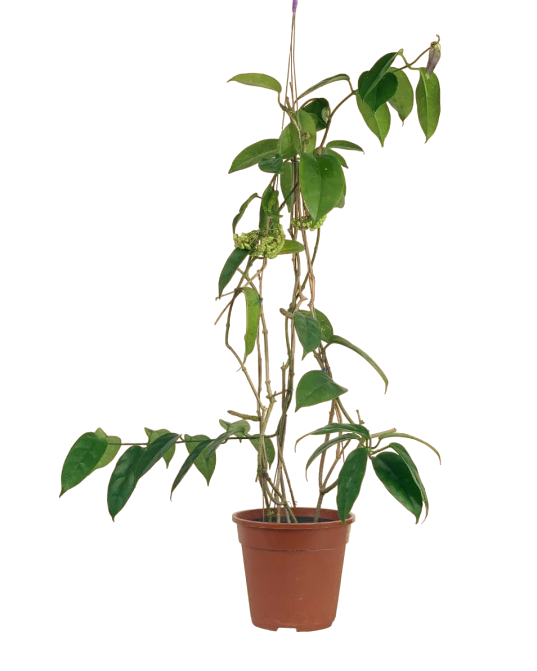 Hanging Hoya - Potted plant -  Tumbleweed Plants