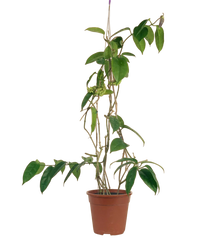 Hanging Hoya - Potted plant -  Tumbleweed Plants