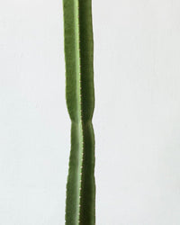 Hedge Cactus "Cereus repandus" (1.3) - grow pot - Potted plant - Tumbleweed Plants - Online Plant Delivery Singapore