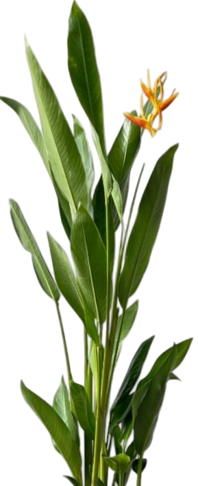 Heliconia (0.3m)
