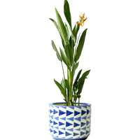 Heliconia (0.3m)